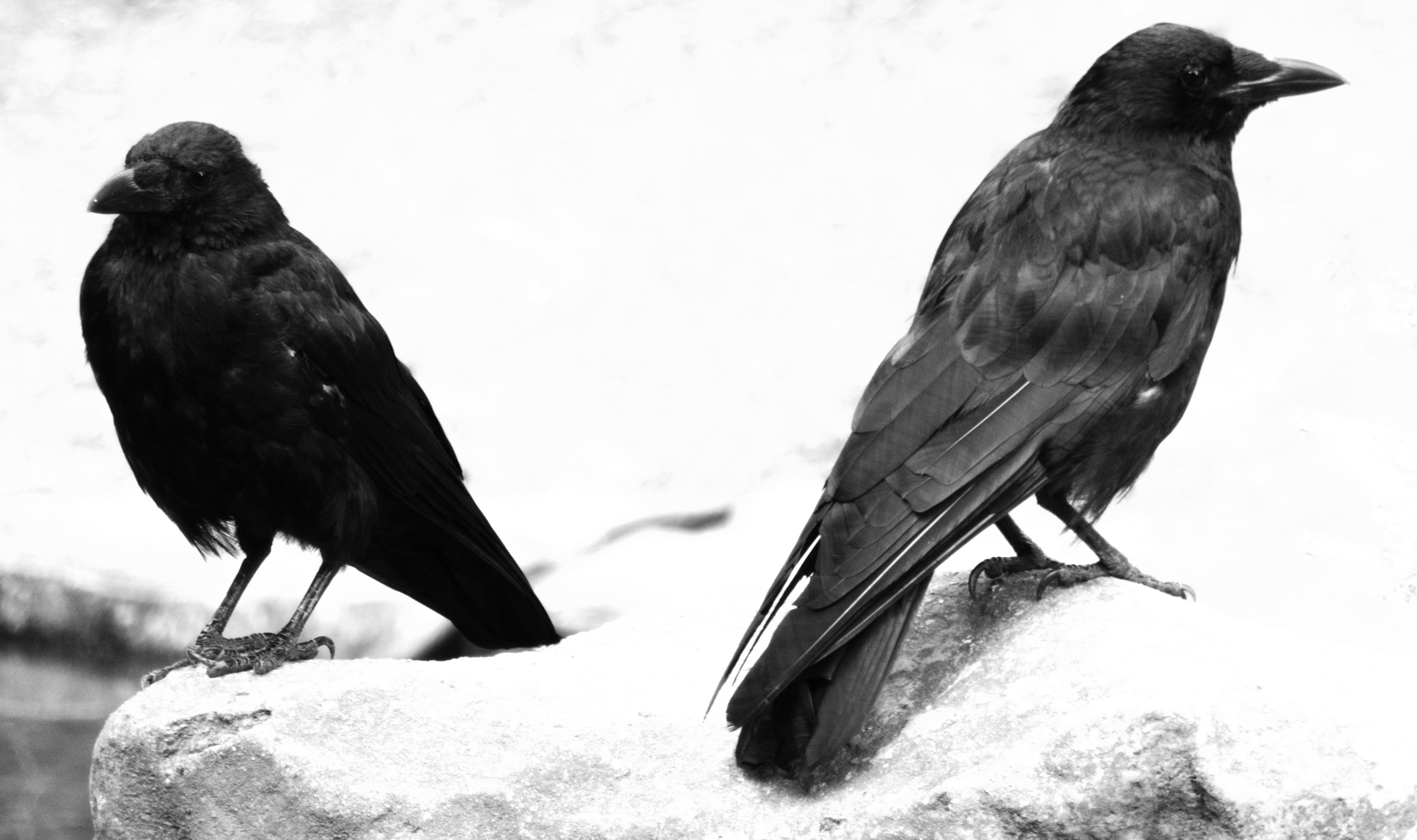 black and white image of two ravens standing on a rock